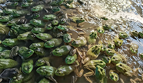 原料價(jià)格持續(xù)上漲，今年牛蛙市場(chǎng)要“牛”起來？